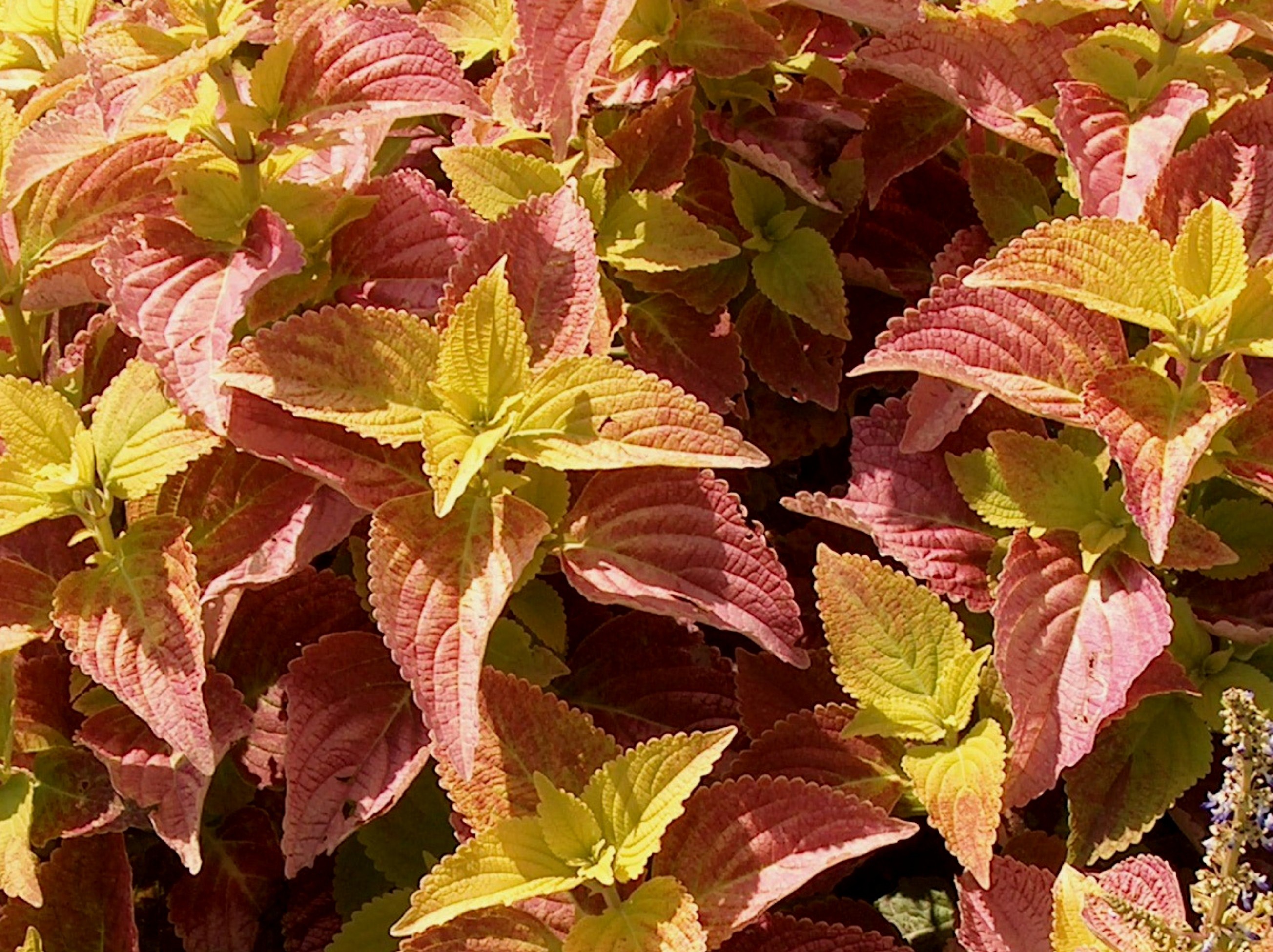 Online Plant Guide Solenostemon Scutellarioides Alabama Alabama